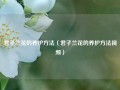 君子兰花的养护方法（君子兰花的养护方法视频）